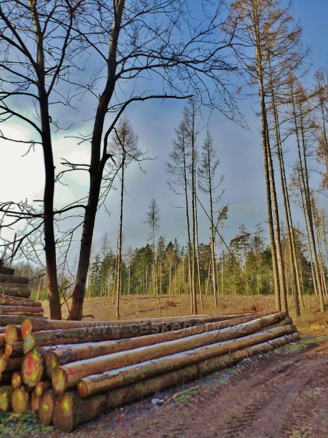 Kochov - kalamitní dřevo u cesty po červené TZ pahorkatinou Ve Vrších. V pozadí vytěžený porost.