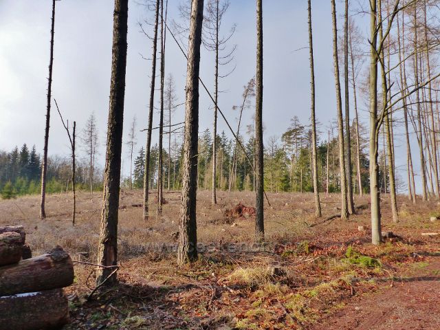Kochov - vytěžený porost napadený kůrovcem v pahorkatině Ve Vrších