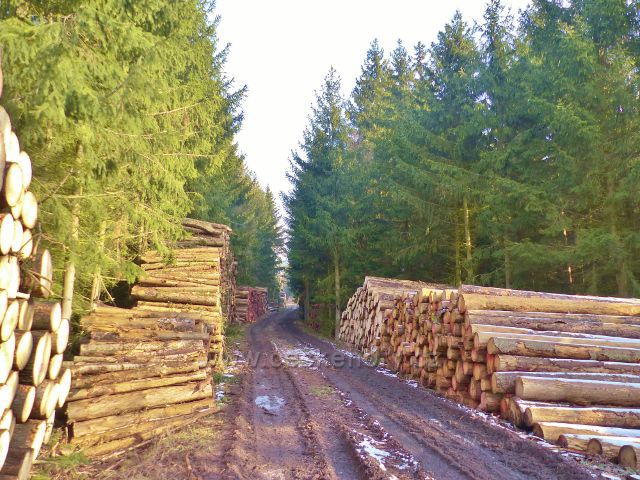 Kochov - kalamitní dřevo u cesty po červené TZ v pahorkatině Ve Vrších