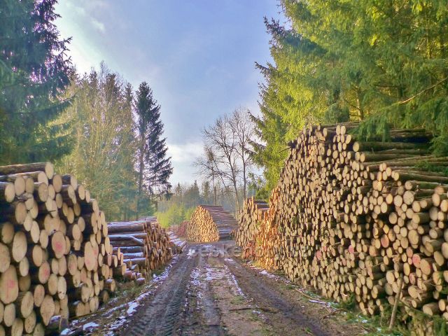 Kochov - kalamitní dřevo u cesty po červené TZ v pahorkatině Ve Vrších