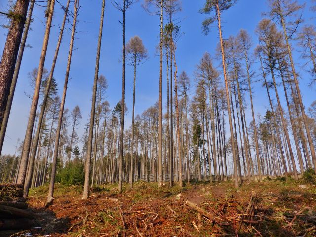 Kochov - vytěžený lesní porost napadený kůrovcem v pahorkatině Ve Vrších
