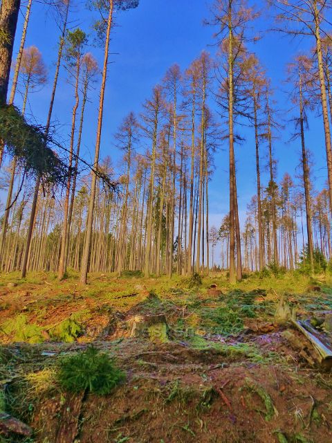 Kochov - Vytěžený lesní porost napadený kůrovcem v pahorkatině Ve Vrších