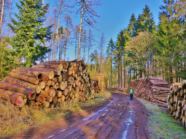 Kochov - kůrovcové dřevo podél cesty po červené TZ pahorkatinou Ve Vrších