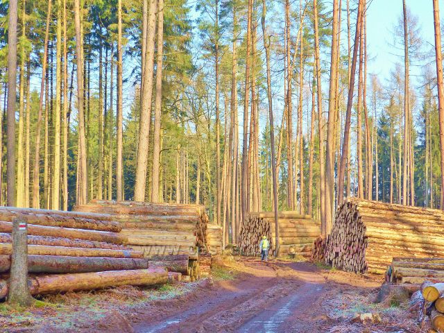Kochov - kůrovcové dřevo podél cesty po červené TZ v pahorkatině Ve Vrších čeká na odvoz