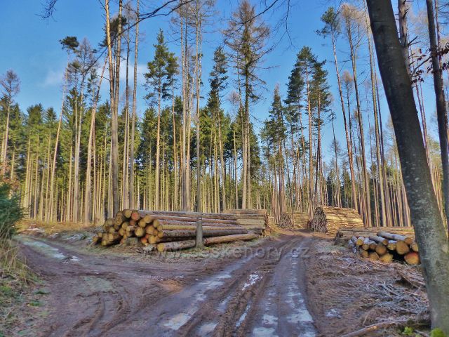 Kochov - vytěžené dřevo z kůrovcové kalamity u cesty po Červené TZ pahorkatinou Ve Vrších