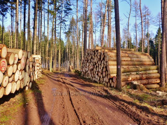 Kochov - vytěžené dřevo u cesty po červené TZ v pahorkatině Na Vrších