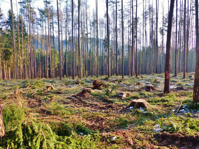 Kochov - vytěžený porost napadený kůrovcem v pahorkatině Na Vrších