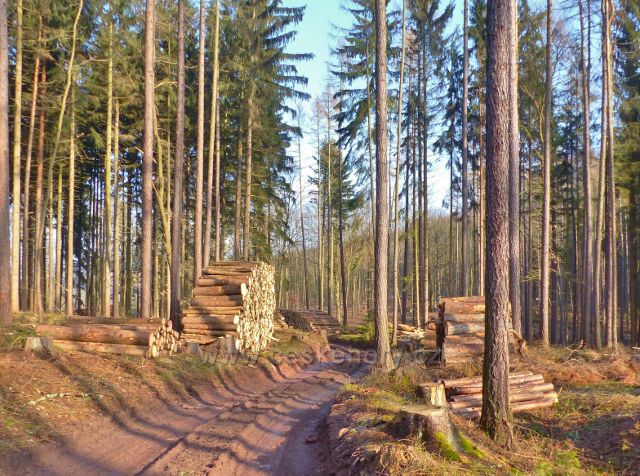 Kochov - dřevo z kůrovcové kalamity u cesty po červené TZ v pahorkatině Na Vrších