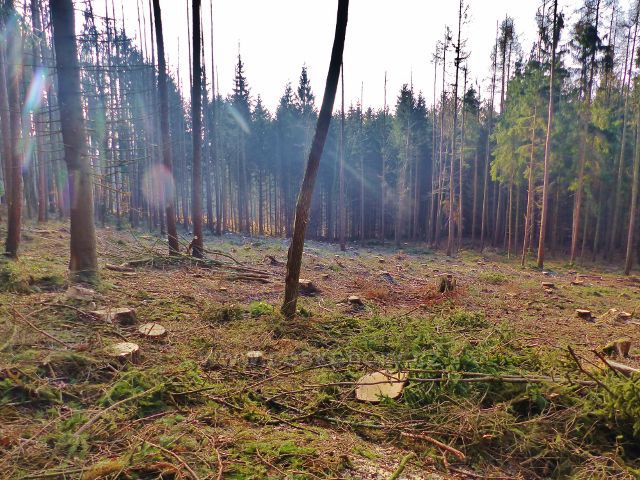 Kochov - paseka po kůrovcové těžbě v lokalitě  Ve Vrších