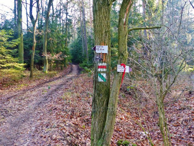 Velká Rudka - trasa po červené TZ do Rudky opouští lesní silničku v sedle mezi vrchem Ve Vrších(590 m.n.m.) a vrchem Čertovec(545 m.n.m.)