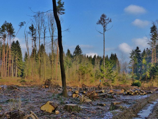 Velká Rudka - v tomto porostu se zpracovává kůrovcová kalamita