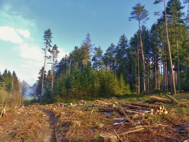 Velká Rudka - v tomto porostu se zpracovává kůrovcová kalamita
