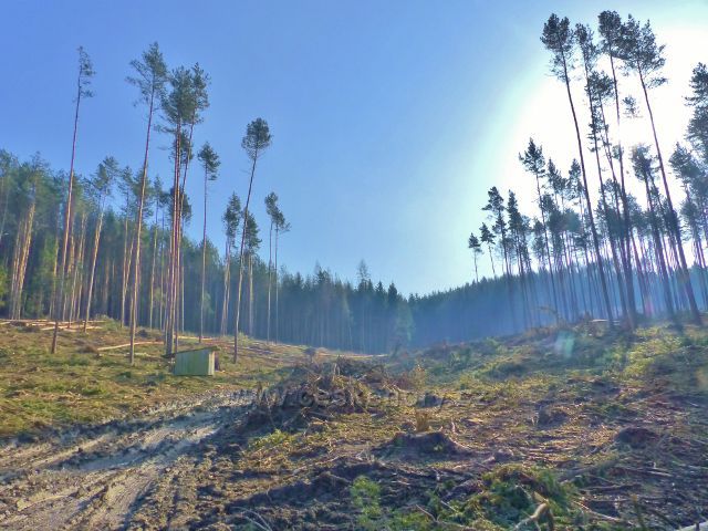 Velká Rudka - holina po zpracování kůrovcové kalamity