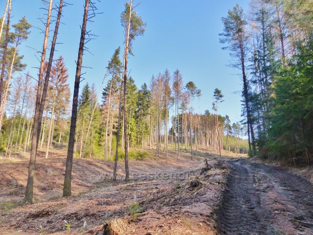 Velká Rudka - paseka po kůrovcové těžbě