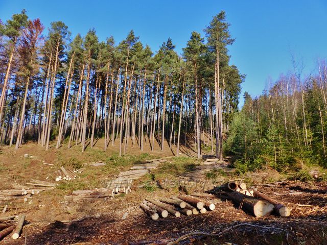 Velká Rudka - vytěžené dřevo čeká je připraveno pro nasazení vyvážecí soupravy