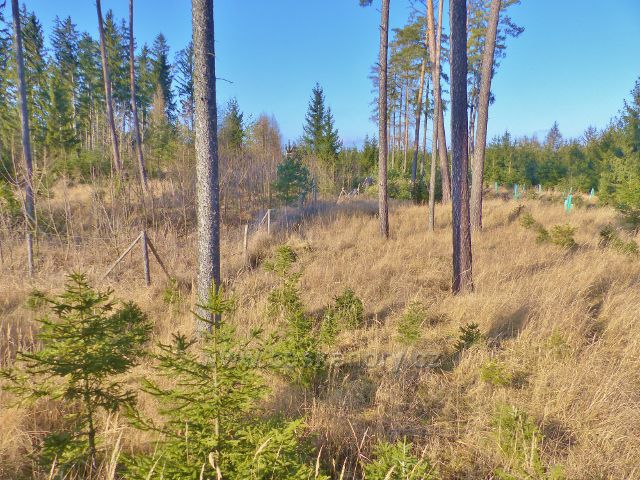 Velké Opatovice - Opatovické hradisko, 514 m.n.m.