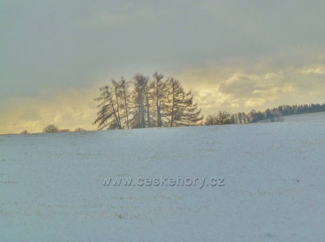Kunvald -modříny pod silničkou na Končiny