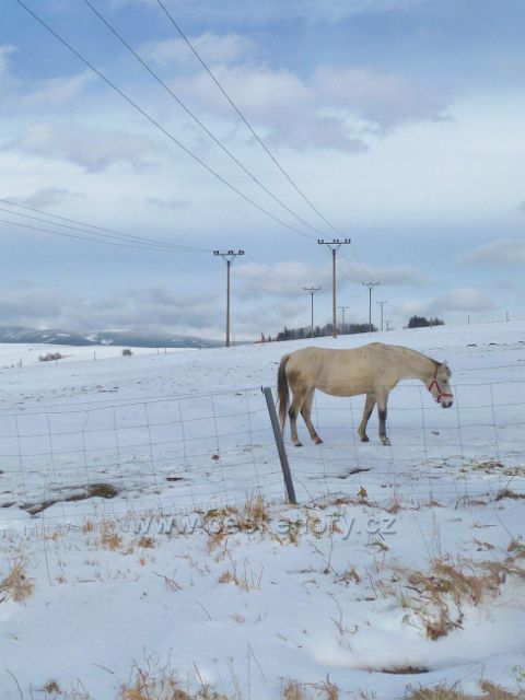 Králíky - zimní pastva pod Mariánským kopcem
