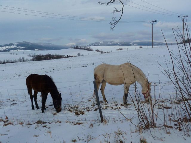 Králíky - koně na úpatí Mariánského kopce