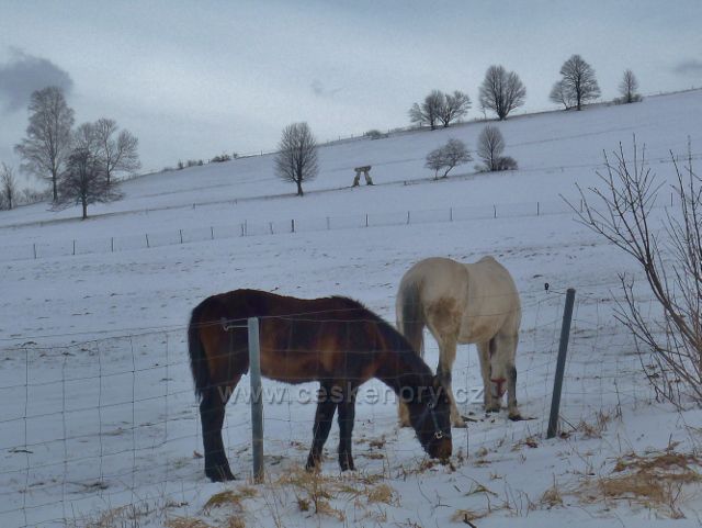 Králíky - koně na úpatí Mariánského kopce