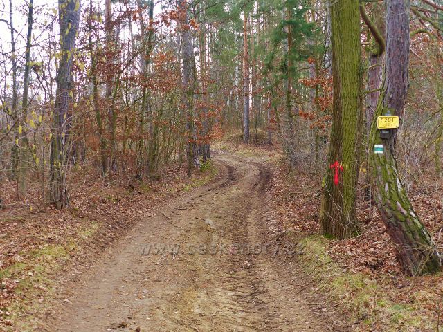 Krhov - po zelené TZ lesním porostem  Malého Chlume