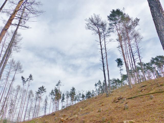 Bořitov - paseka po kůrovcové těžbě  na svazích Opálky