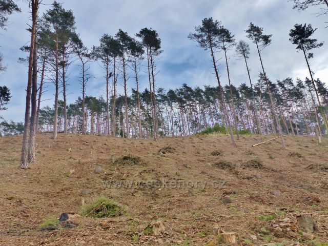 Bořitov - Na pasece po kůrovcové těžbě byly ponechány pouze kůrovcem nedotčené borovice