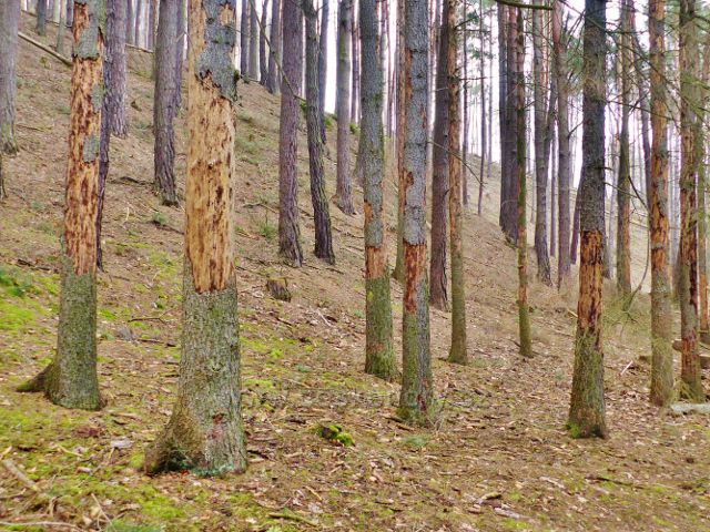 Bořitov - smrky napadené kůrovcem na úpatí Velkého Chlumu ještě  čekají na vytěžení