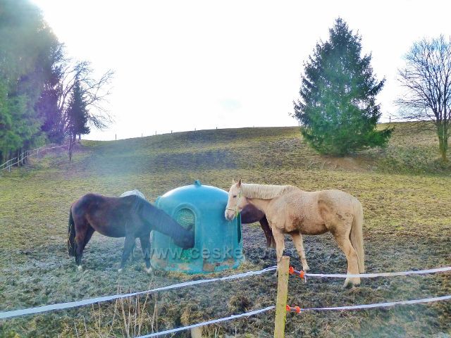 Kunvald - výběh koní nad údolím Rokytenky