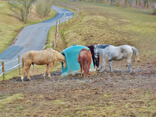 Kunvald - výběh koní nad Údolím Rokytenky