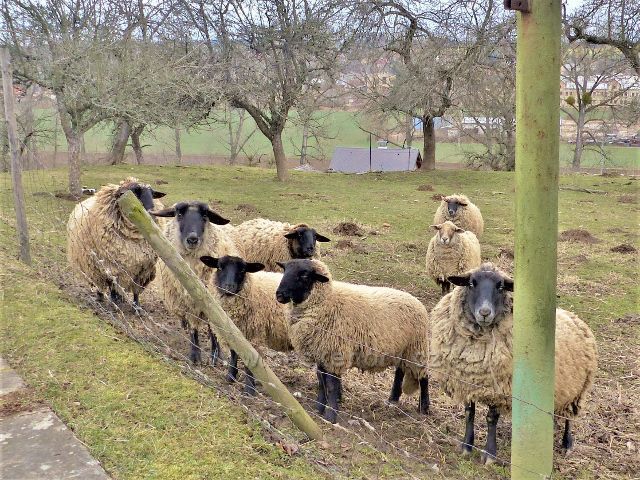Doudleby nad Orlicí - ovce pod cestou k vodojemu