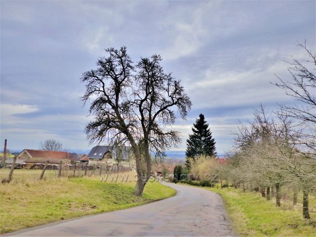 Doudleby nad Orlicí - stará hrušeň u silnice k Vrbicím