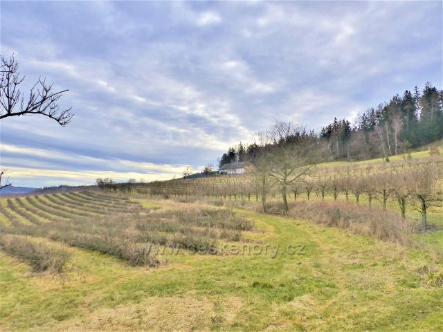Doudleby nad Orlicí - pohled na ovocné sady v lokalitě "Na Sádkách"