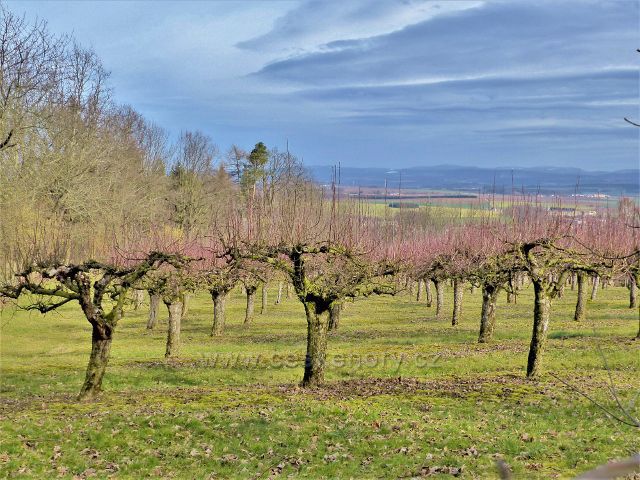 Doudleby nad Orlicí - sad pod silnicí k Vrbici