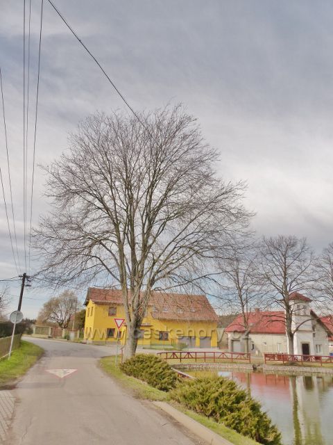 Vrbice - významný strom,jilm horský vysazený  v roce 1989 a chráněný občany obce Vrbice