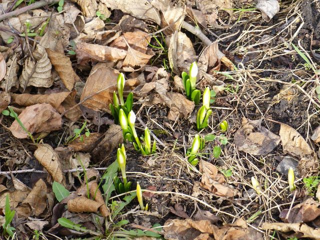 Vrbice - rašící bledule v lesoparku Draha
