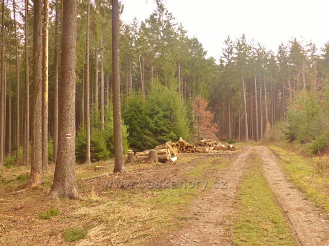Vrbice - cesta po červené TZ vede lesem až do Potštejna