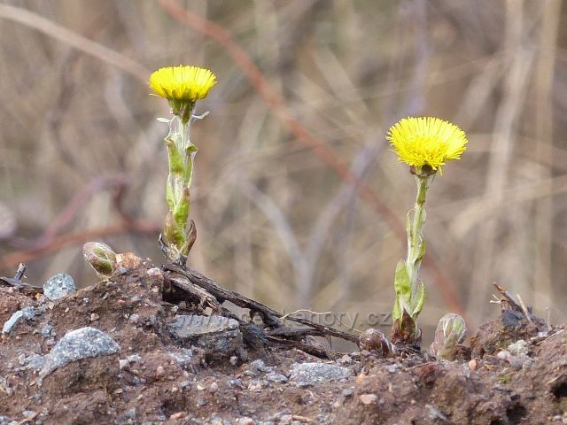 Potštejn - podběl pod kamenolomem Černá skála