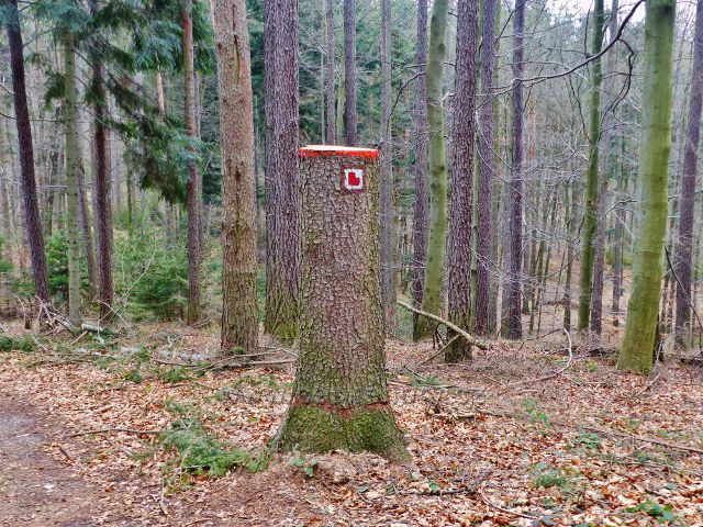Potštejn - sestupová cesta ze zříceniny hradu Velešov vede po červené TZ