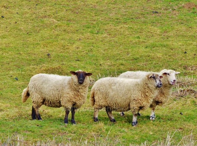Velká Lhota - ovce na pastvě