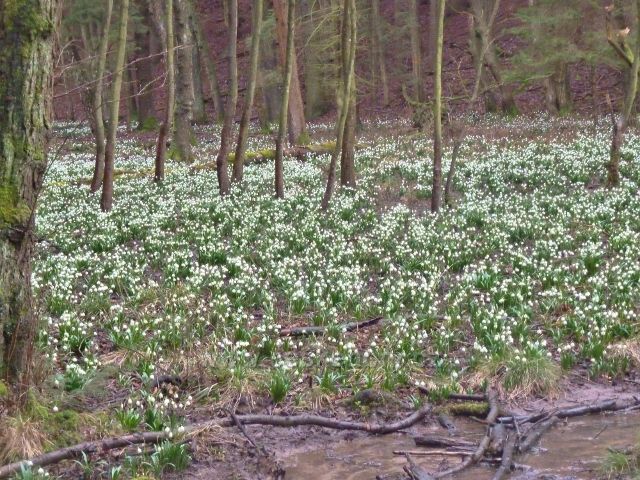 Vadětín - bledule v údolí Sejfů