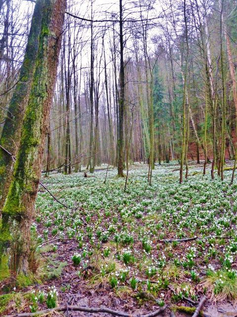Vadětín - bledule v Údolí Sejfů