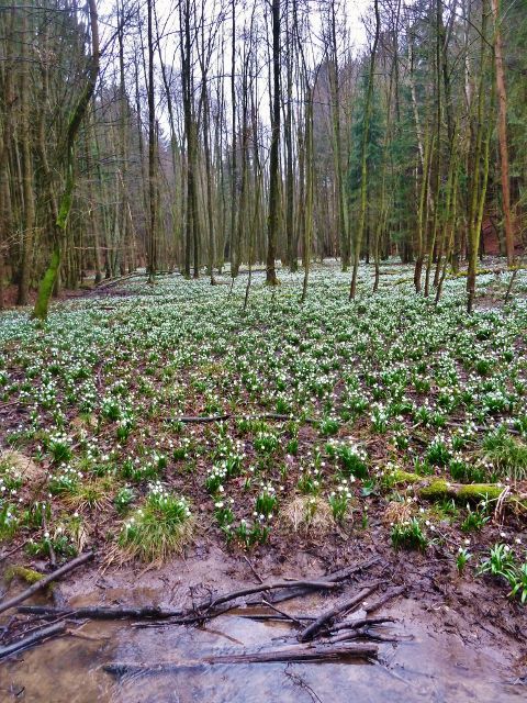 Vadětín - bledule v Údolí Sejfů