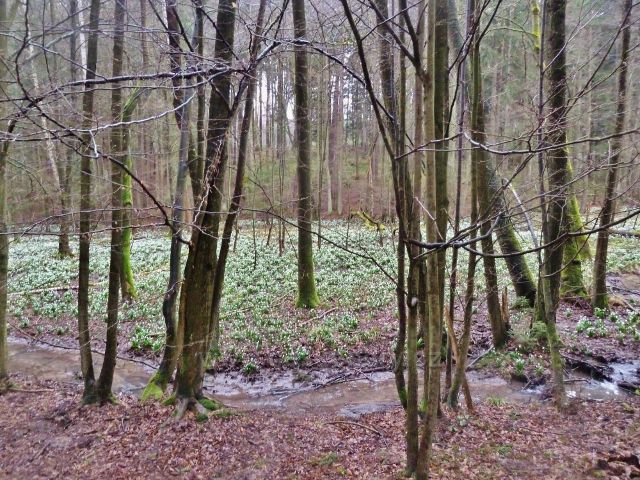 Vadětín - bledule v Údolí Sejfů