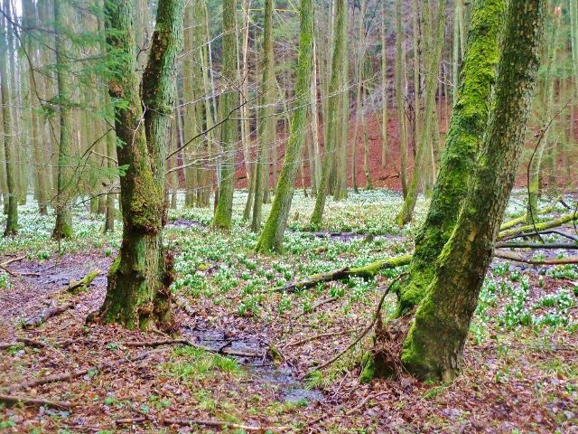 Vadětín - bledule v Údolí Sejfů