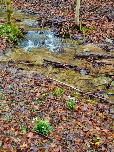 Vadětín - potok v Sejfech