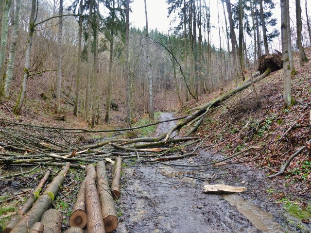 Vadětín - rozbahněná cesta Údolím Sejfů v její dolní části