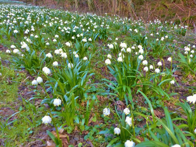 PP Čenkovička - bledule