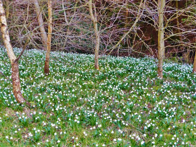 PP Čenkovička - bledule