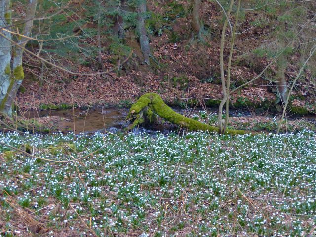 PP Čenkovička - bledule na břehu potoka Bystřec